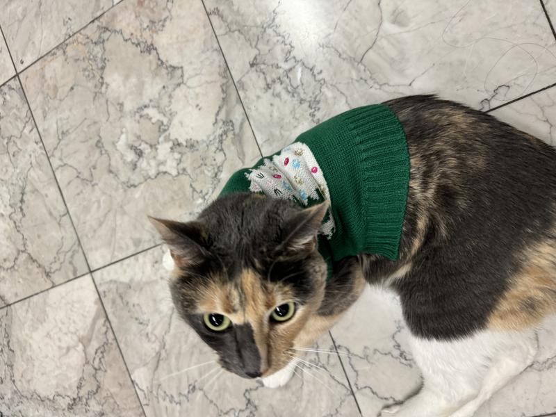 Petco cat sweater best sale