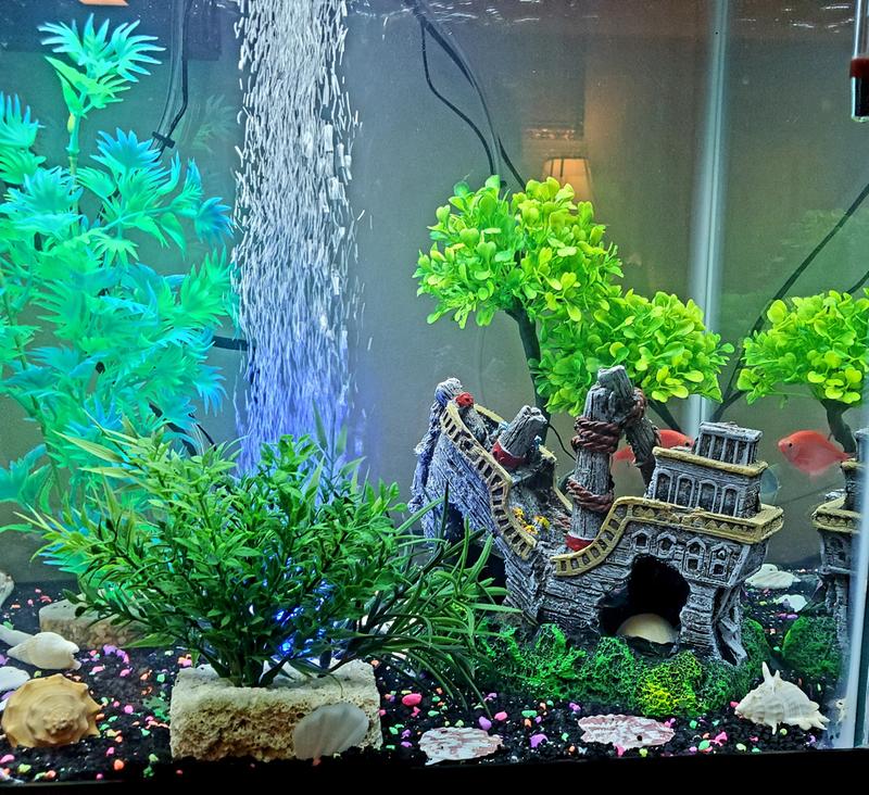 Aquarium After 1st Treatment