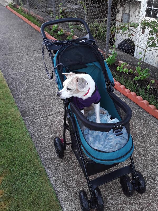 Ehu Lei enjoying his stroll