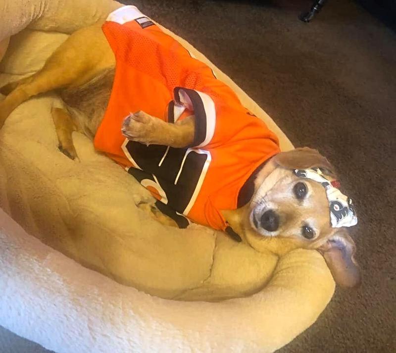 Philadelphia Flyers Pet Jersey