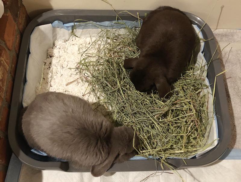 So Phresh Large Dog Litter Box & Training Pan