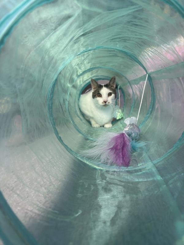 Cat enjoying the toys
