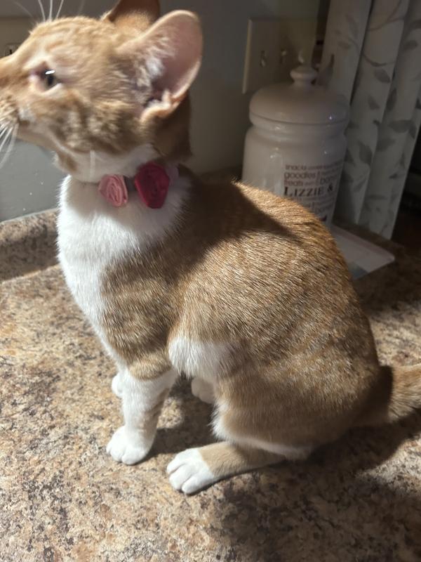 Chanel Style Pink Bow Cat Collar for Cats - Shop pocounpoco