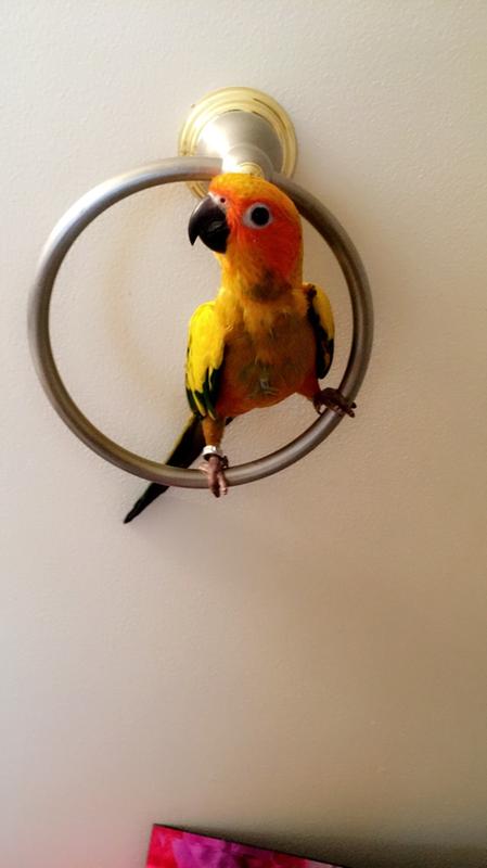 Jenday conure 2025 price at petco