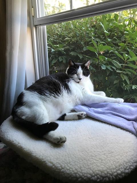 kitty sill replacement cover