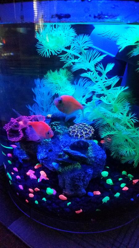 Happy fish