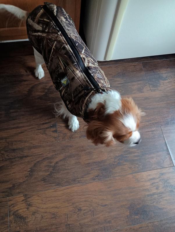 Ready for hunting chipmunks