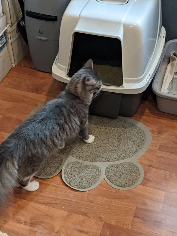 Meowsterpiece Pet Mat  Cat Litter Mat Trapper – Purrre