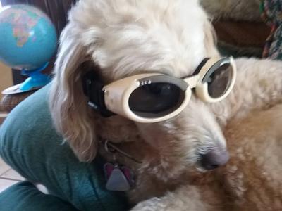 Dog 2025 sunglasses petco