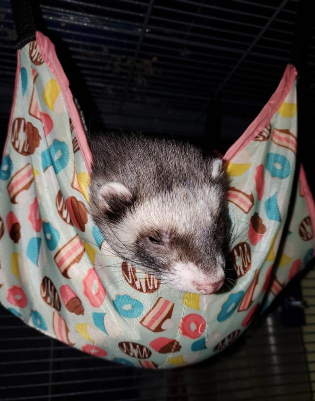 Retailer ferret hammock petco