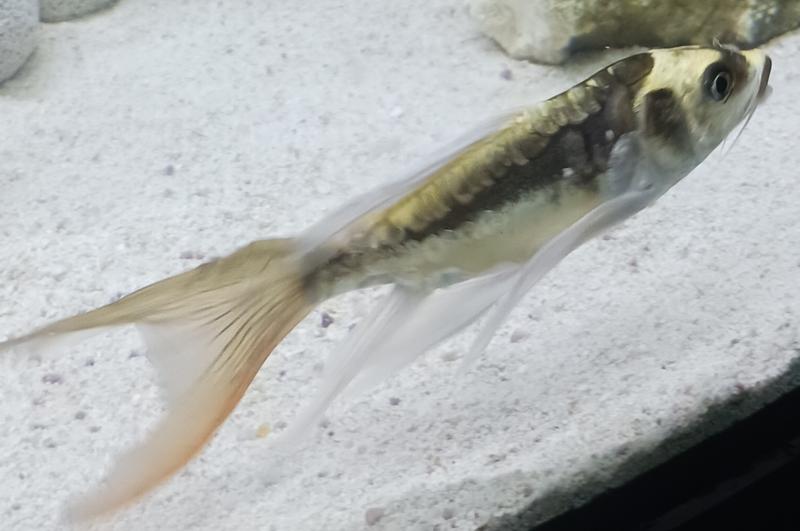 Butterfly koi outlet fry