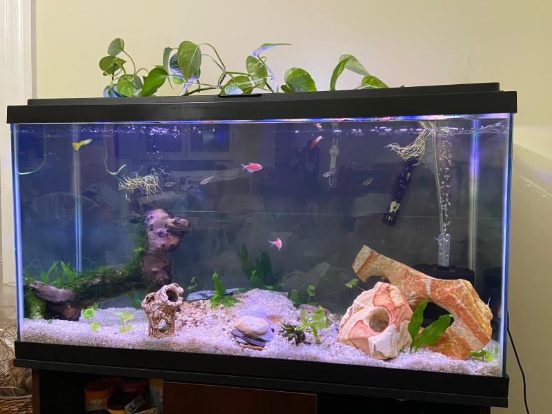 Aquarium Enteritis Conditioning For Fish Tank Tropical Fish