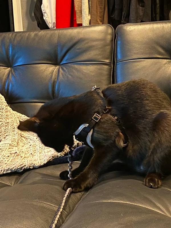 YOULY The Protector Black Reflective Utility Cat Harness, Collar