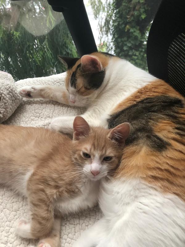 PetAg PetLac Kitten Milk Replacement 32 oz Liquid Formula