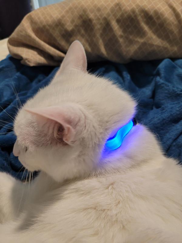 Lighted store cat collar