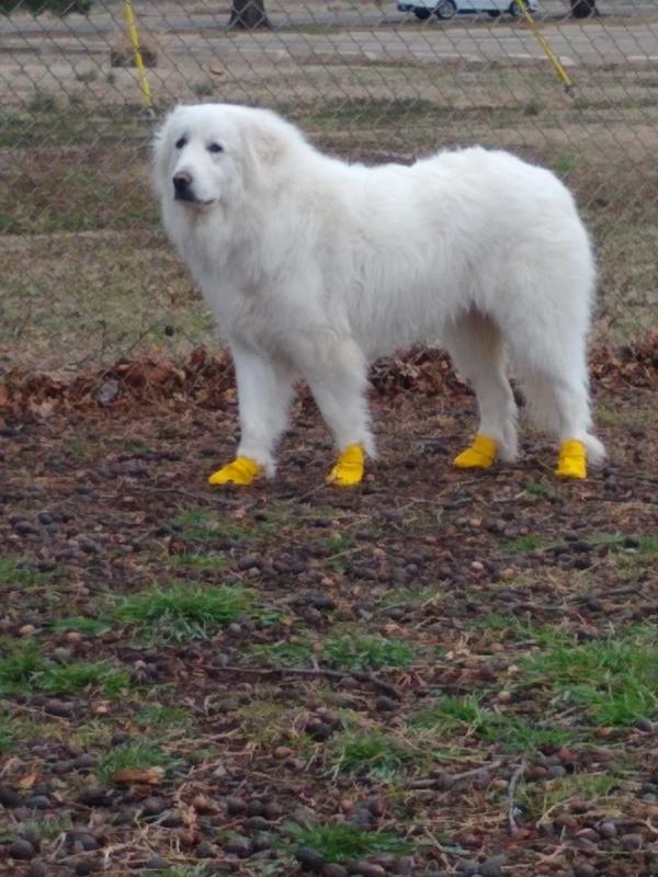 boots pet prescriptions