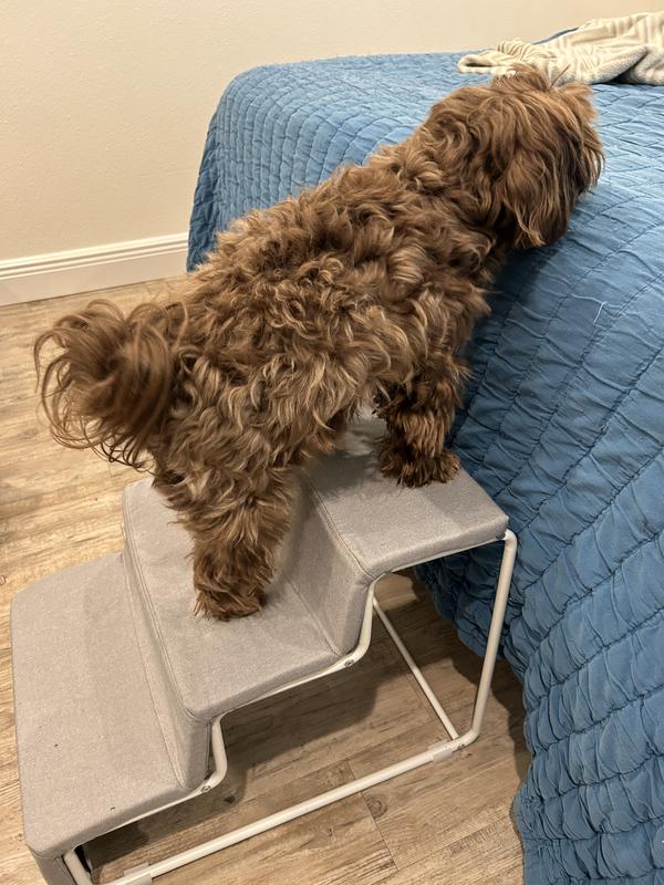 Basil (approx 14 lbs) using the stairs