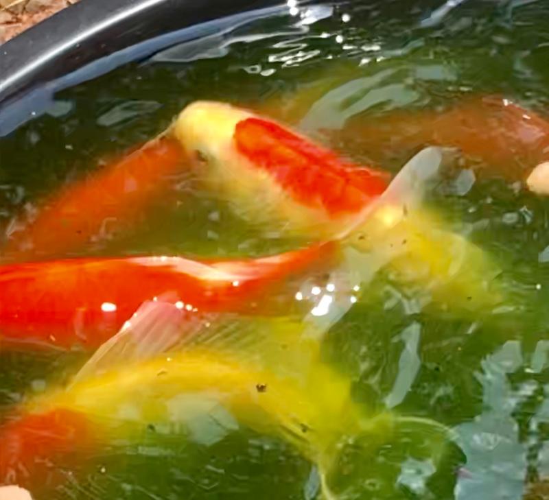 My goldfish babies