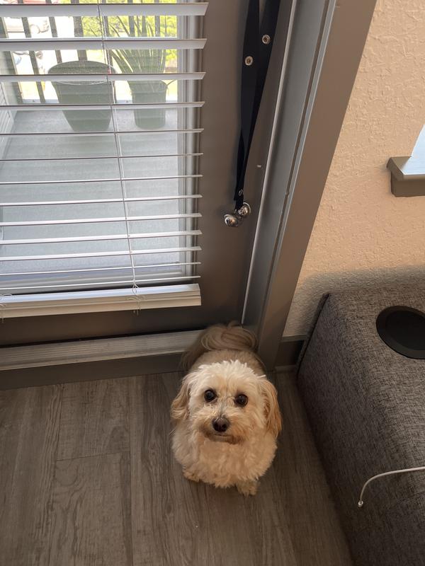 So Phresh Potty Bells For Dogs