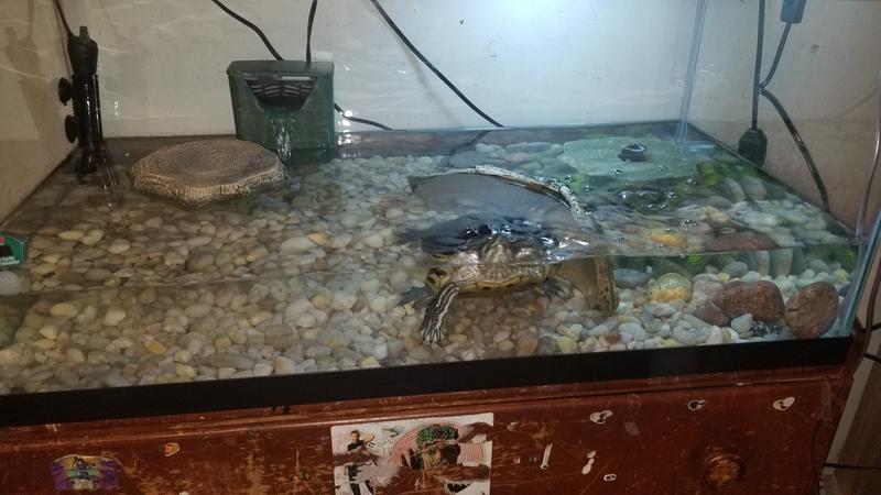 Zilla Floating Basking Turtle Trunk, 12.25