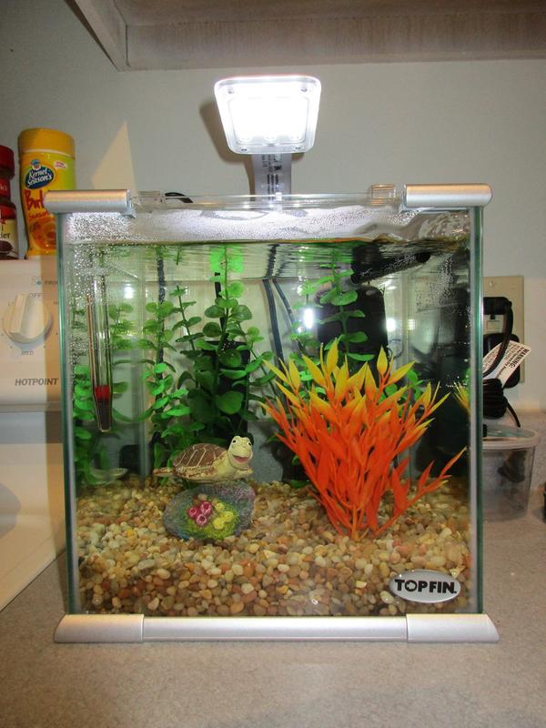 Crush decoration in my 2.6 gallon Betta aquarium.