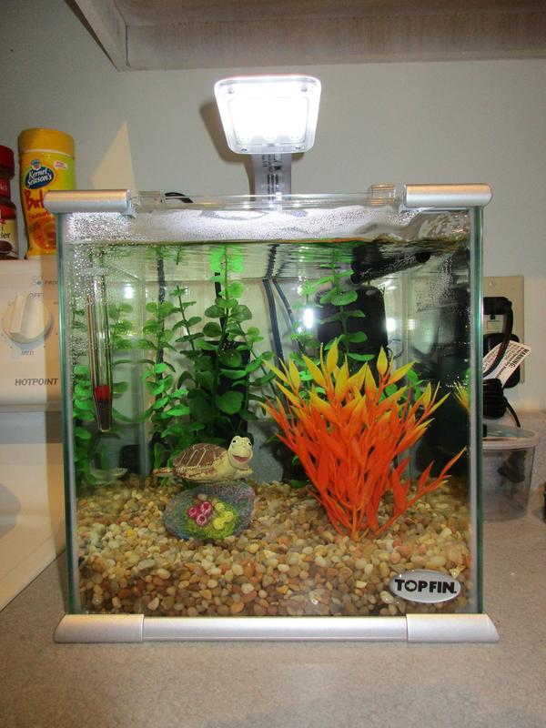 Crush Aquarium Decor