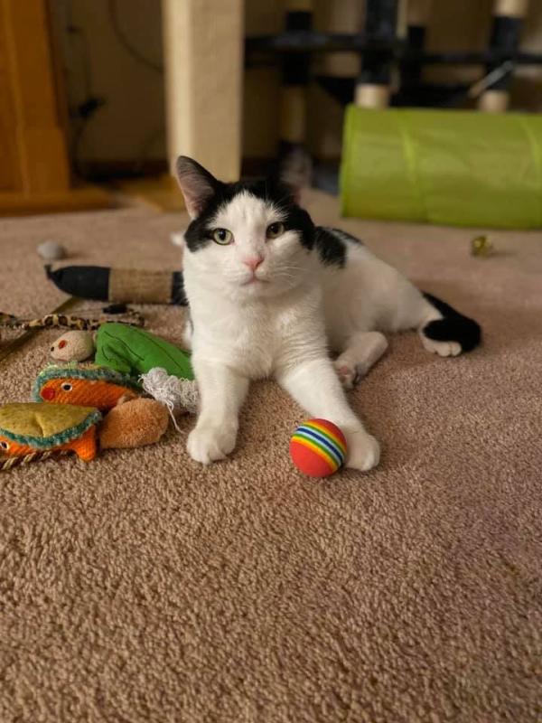 One Happy Cat!