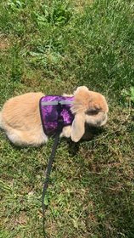 Bunny harness hot sale petco