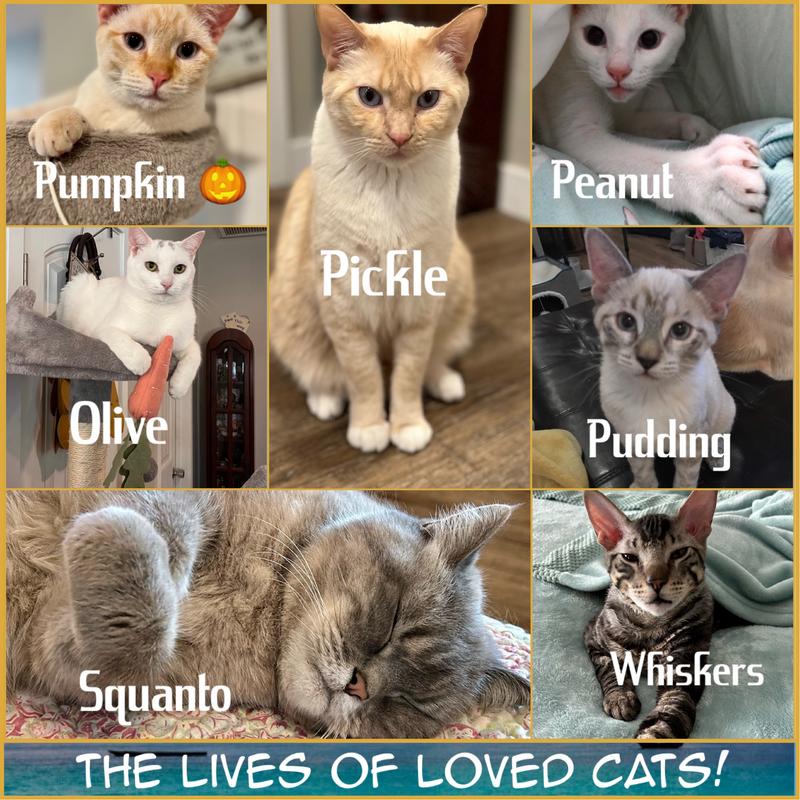 Lives of loved cats!