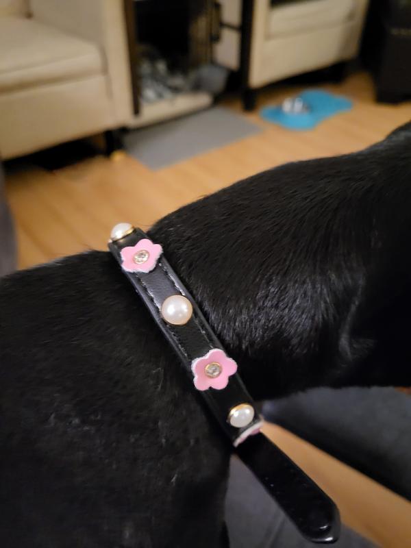 Pizza Dog Collar – Pink House Pups