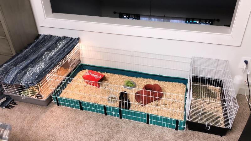 western guinea pig cage