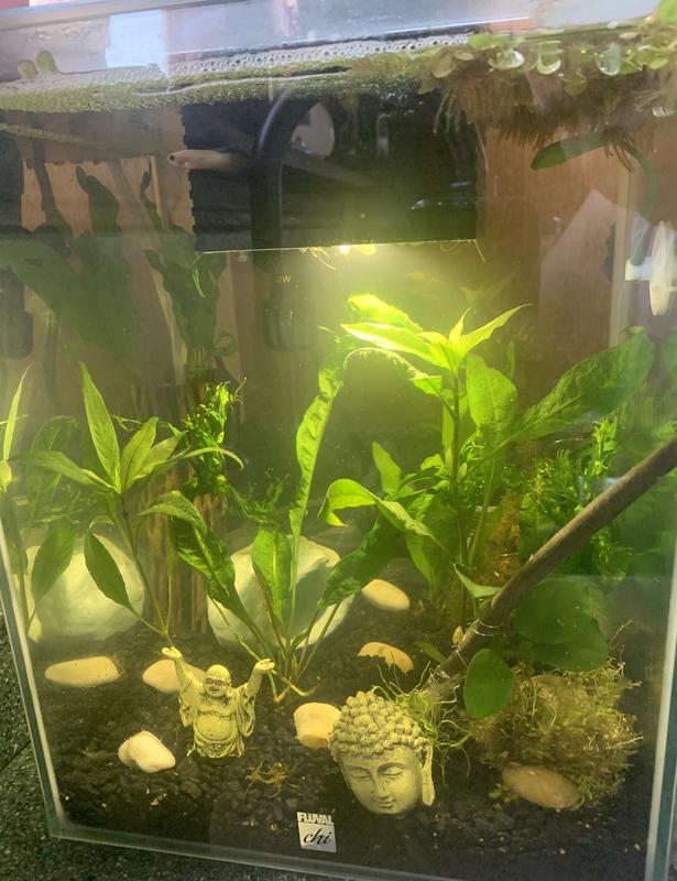 Love the layout of this tank, vs the regular “long” 5 gallon. It fits my space perfectly!