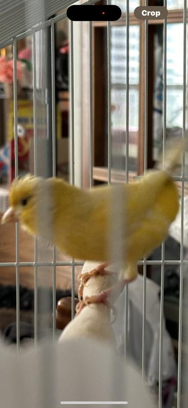 Canaries for sale clearance petco