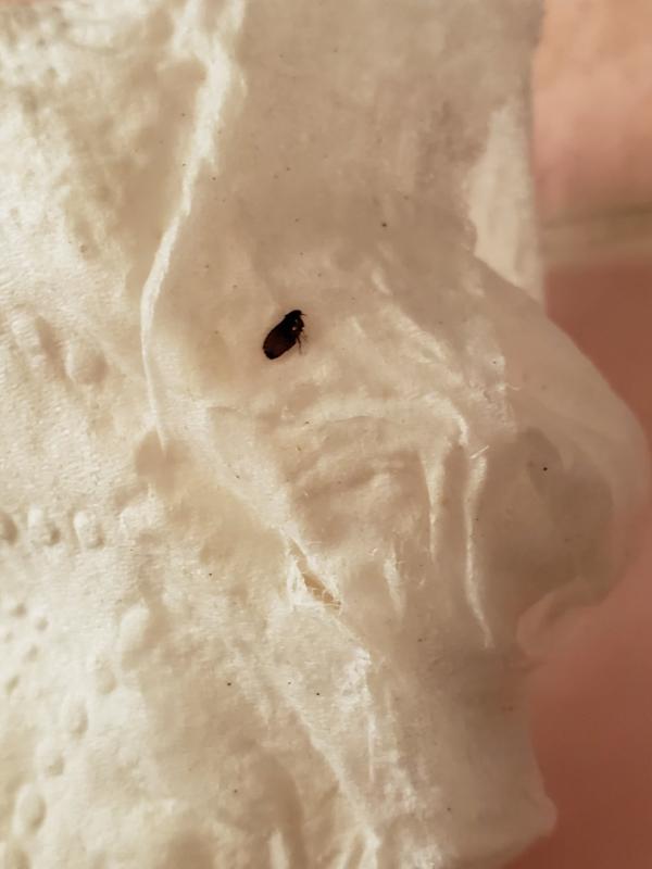 I wash her 2-3x a month! Grab your flea comb!