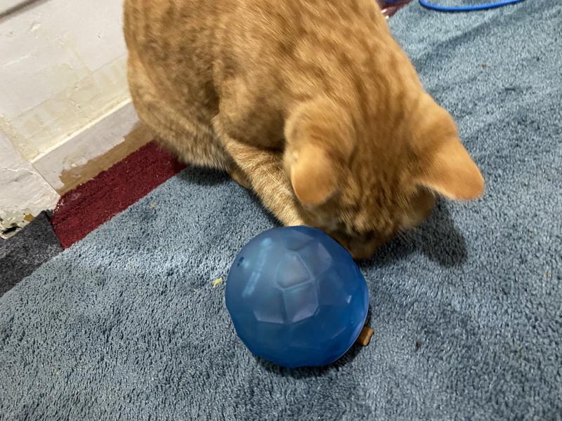 Reddy Blue Treat Dispensing Cat Toy