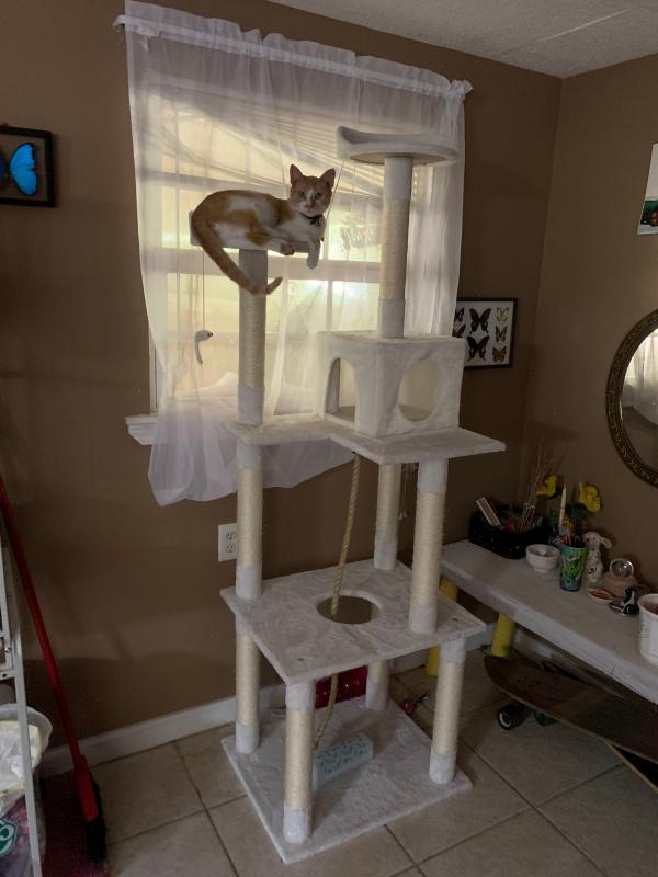 Petmaker sleep and play best sale cat tree