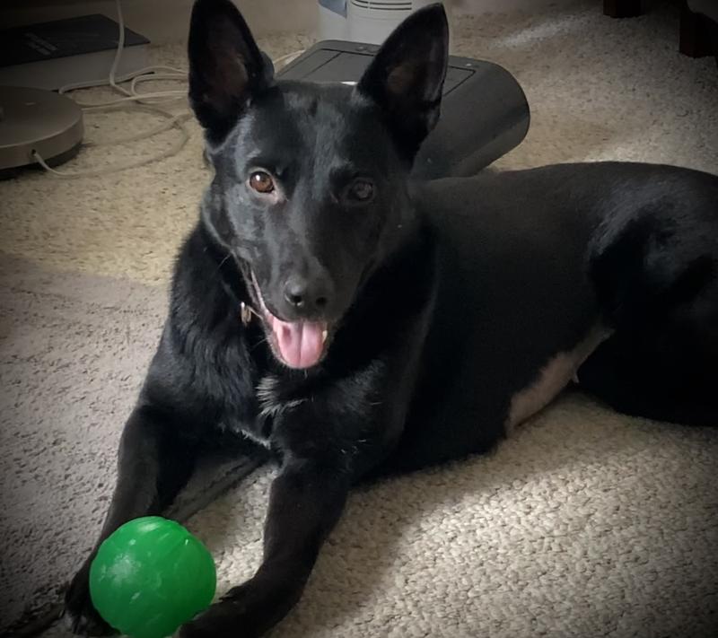 Fun Dog Toy - Ball Treat Holder – Snazzy Fido