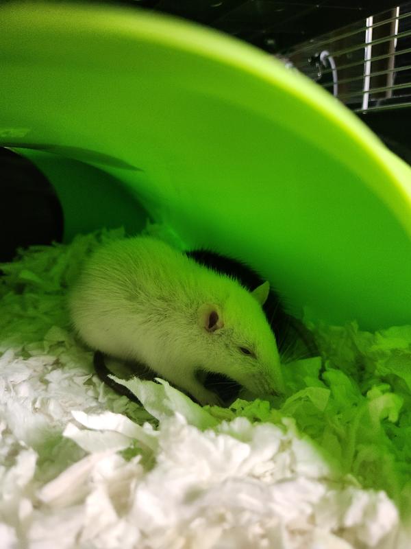 Fancy Rat for Sale - Live Small Pets