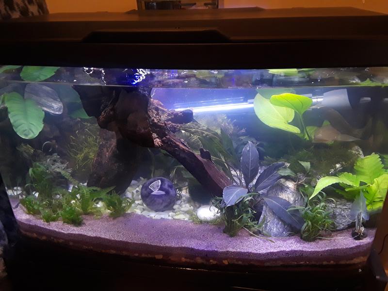Betta World purple diamond sand