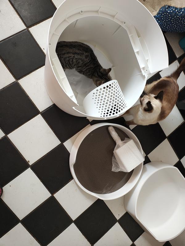 My cats wanted to use it before I could put it together, lol.