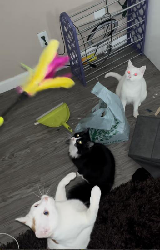 Pelusa, Paco, and Chispa
