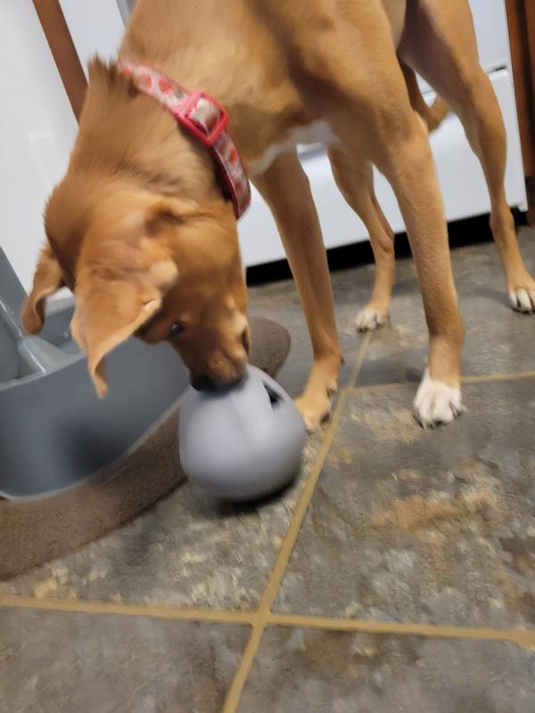 Reddy Grey Occupy Dispenser Dog Toy, Medium Petco