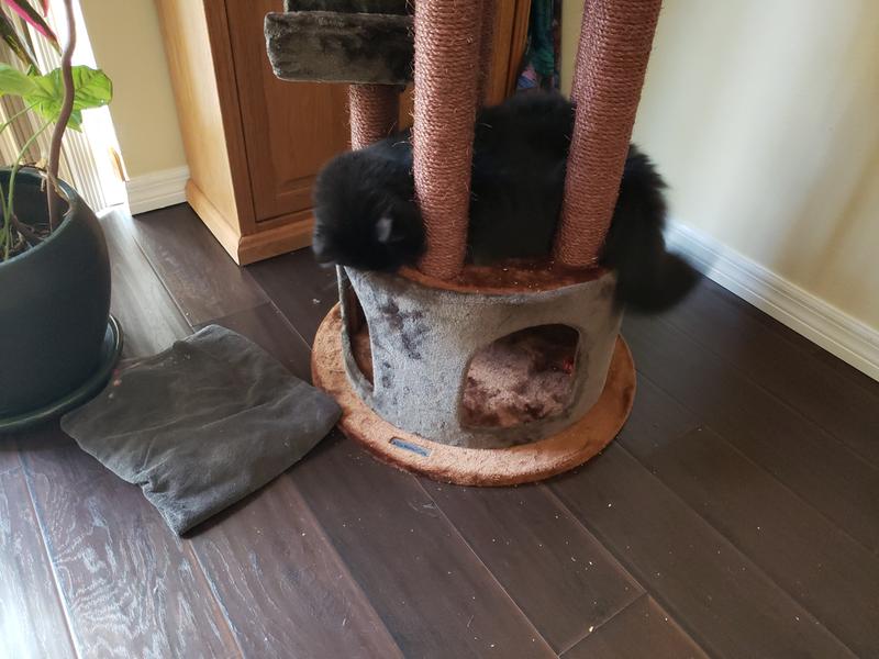 kitty mansions tasmania cat tree