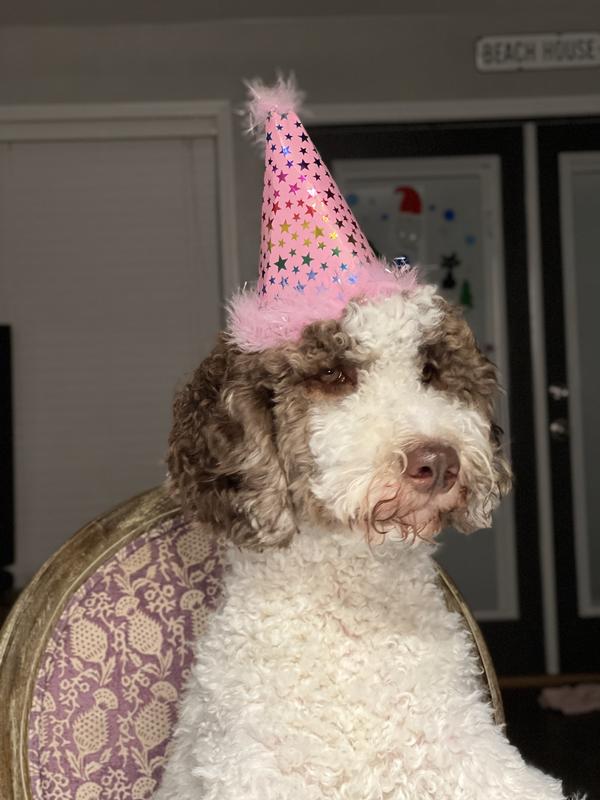 YOULY Multicolor Plush Birthday Dog Hat S M from Petco