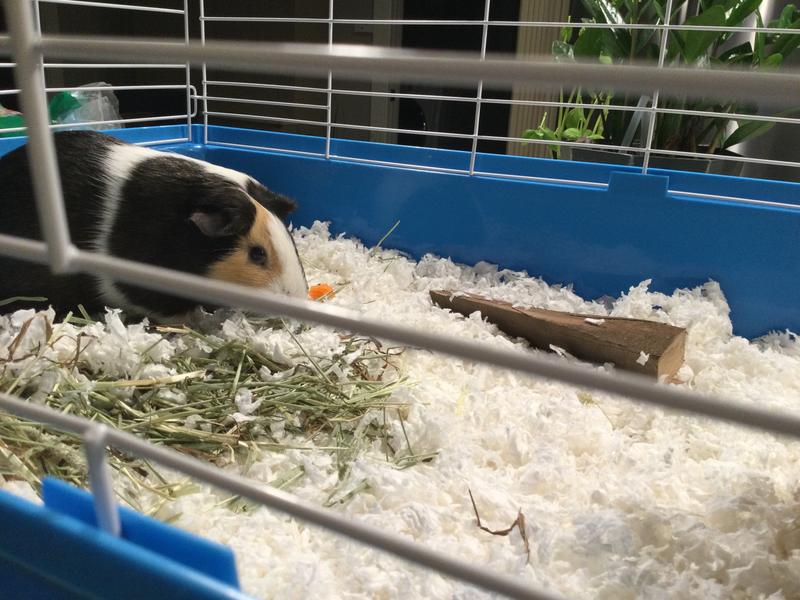 Kaytee My First Home Guinea Pig Starter Kit 30 L X 18 W X 16.5 H Petco