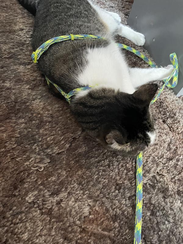 YOULY Green Cat Harness & Lead