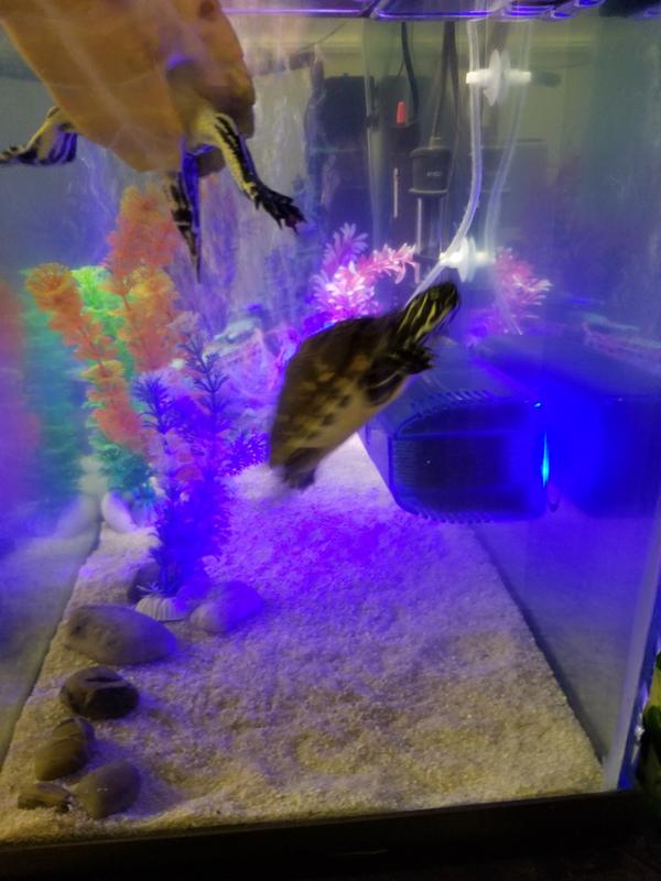 Both of them had to get in the picture.
