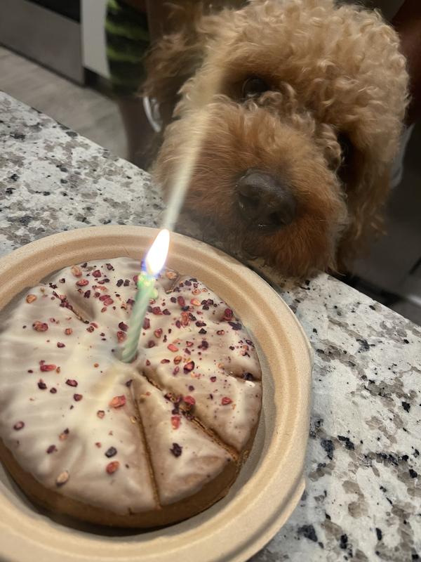The Lazy Dog Cookie Co. The Original Pup-PIE Happy Birthday Pie Shaped Treat for a Charming Boy, 5 oz.