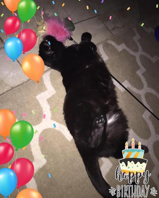 Happy kitty