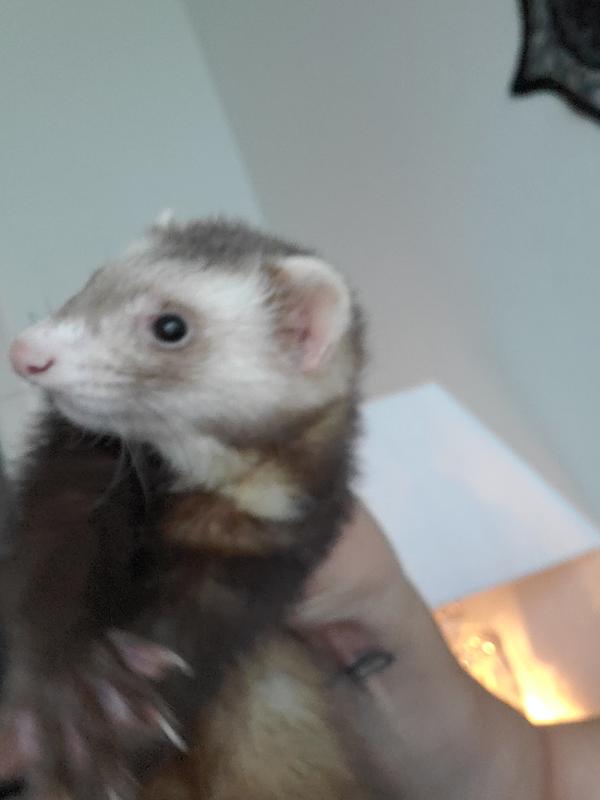 Pet ferret cheap for sale